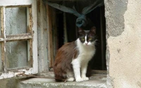 Gatito ciervo curiosamente posado en un marco de ventana