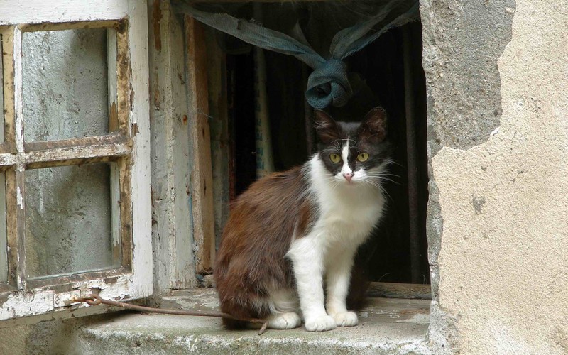 Кошка сидит на подоконнике в окне (кот, felidae, кошки маленьких и средних размеров, усы, окно)