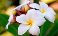 hawái, frangipani, pétalo, planta, flor silvestre