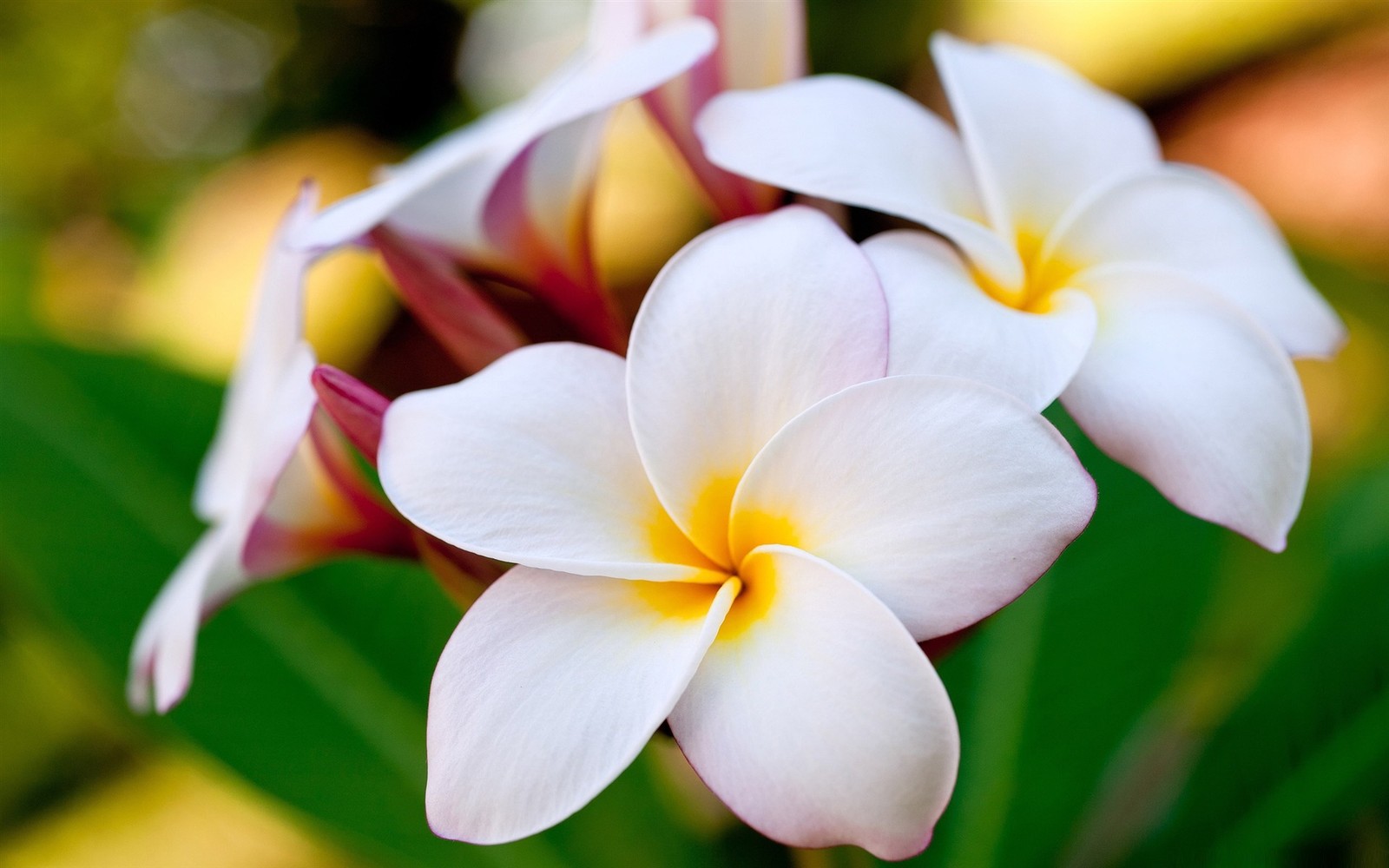 There are two white flowers with yellow centers on a green stem (hawaii, frangipani, petal, plant, wildflower)