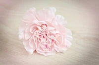 Delicate Pink Carnation on Soft Background