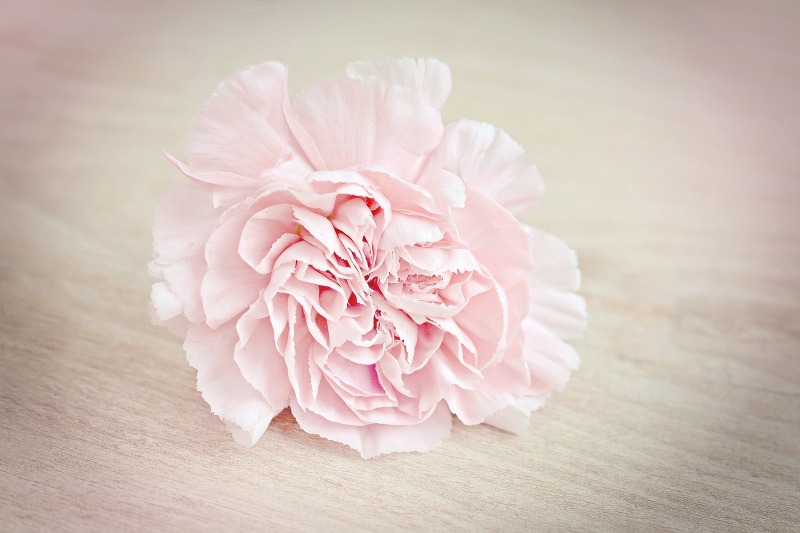 carnation, flower, pink, petal, plant Download Wallpaper