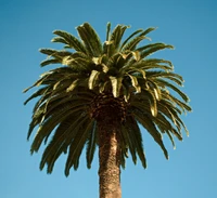 Majestuosa palmera datilera contra un cielo azul claro