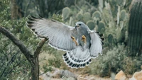 Águila real en vuelo majestuoso entre la flora desértica