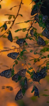 Ein Schwarm Schmetterlinge, die auf zarten Zweigen ruhen, beleuchtet von warmem Licht, das eine ruhige und bezaubernde Szene in der Natur schafft.