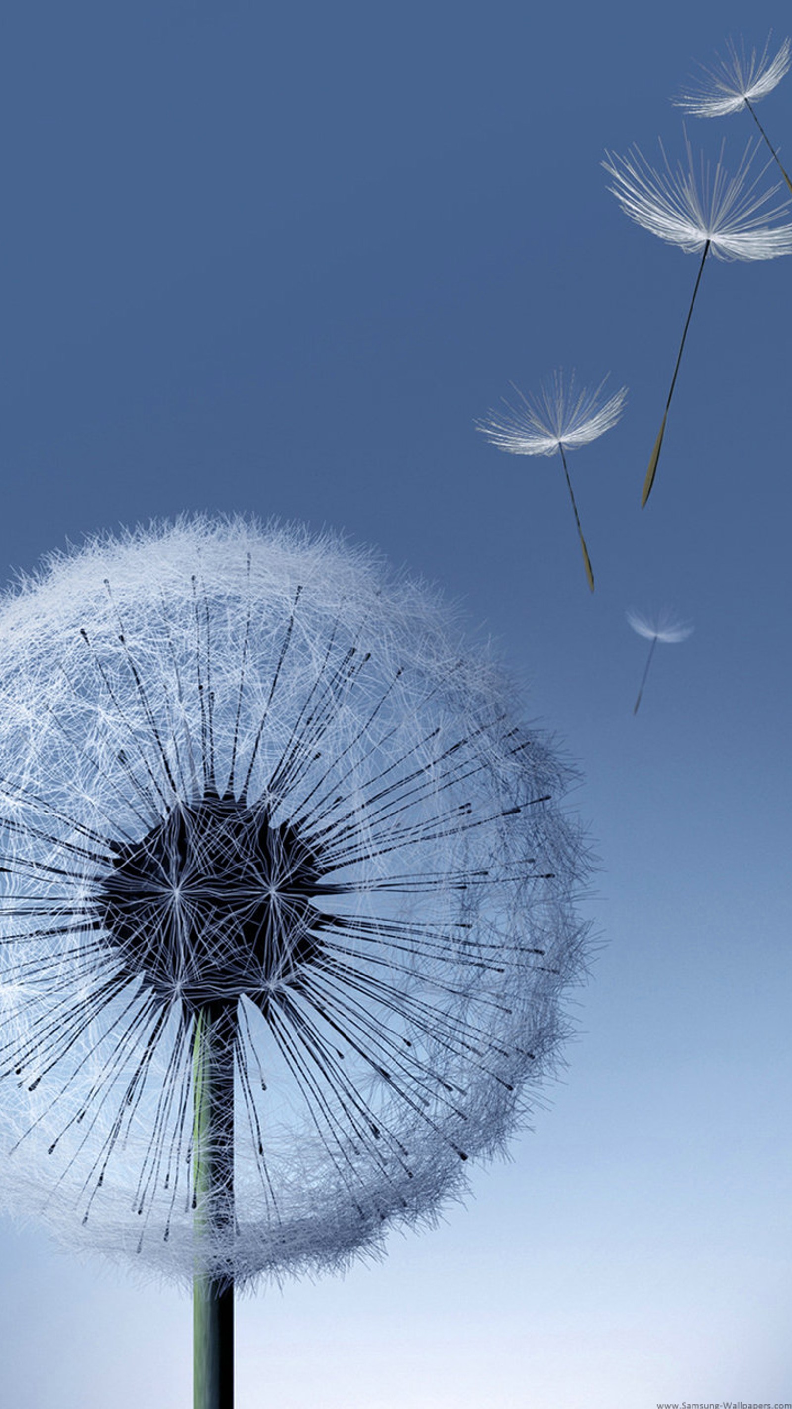 Un diente de león soplando en el viento (azul, samsunggalaxys3, cielo, blanco)