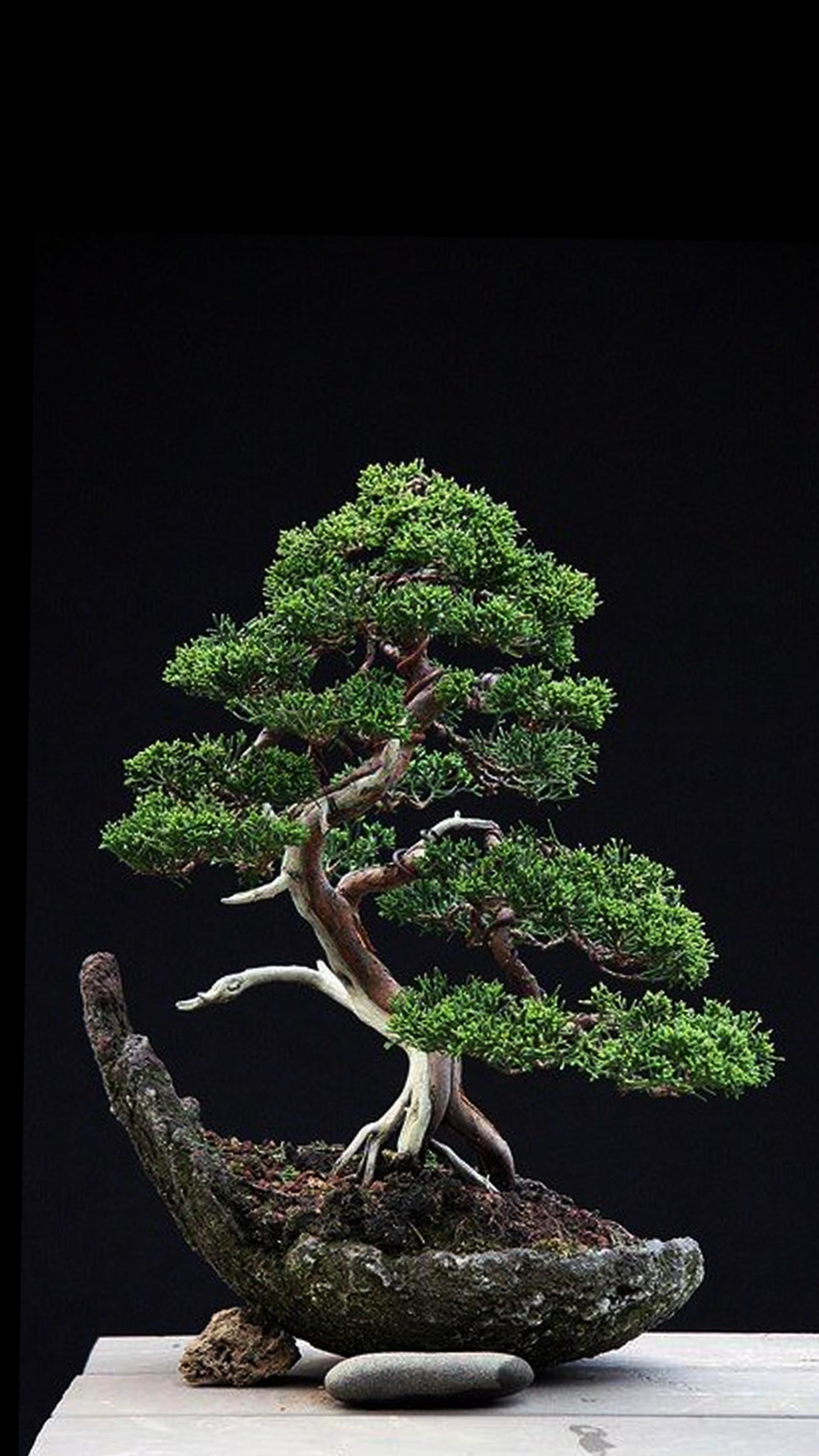 Un primer plano de un bonsái en una roca sobre una mesa (negro, bonsái, verde, naturaleza, roca)