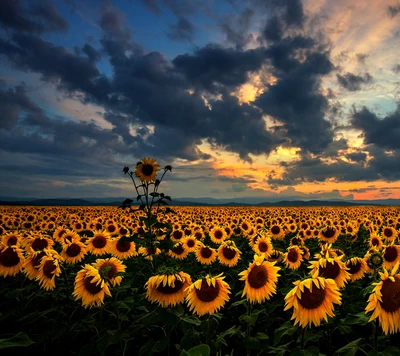 spring, sunflowers