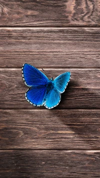 beauté, bleu, planches, papillon, nature