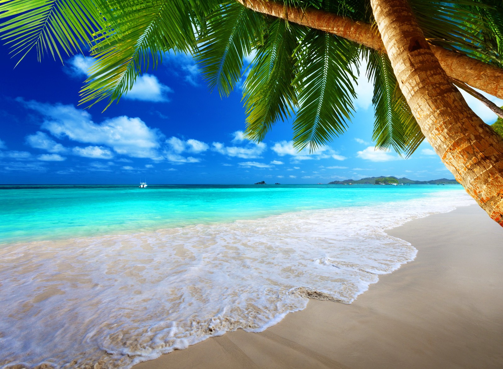 Nahaufnahme einer palme am strand nahe dem ozean (strand, schön, blau, kristall, natur)