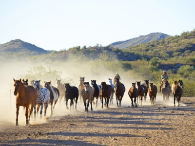 Caballos salvajes galopando a través de un terreno polvoriento