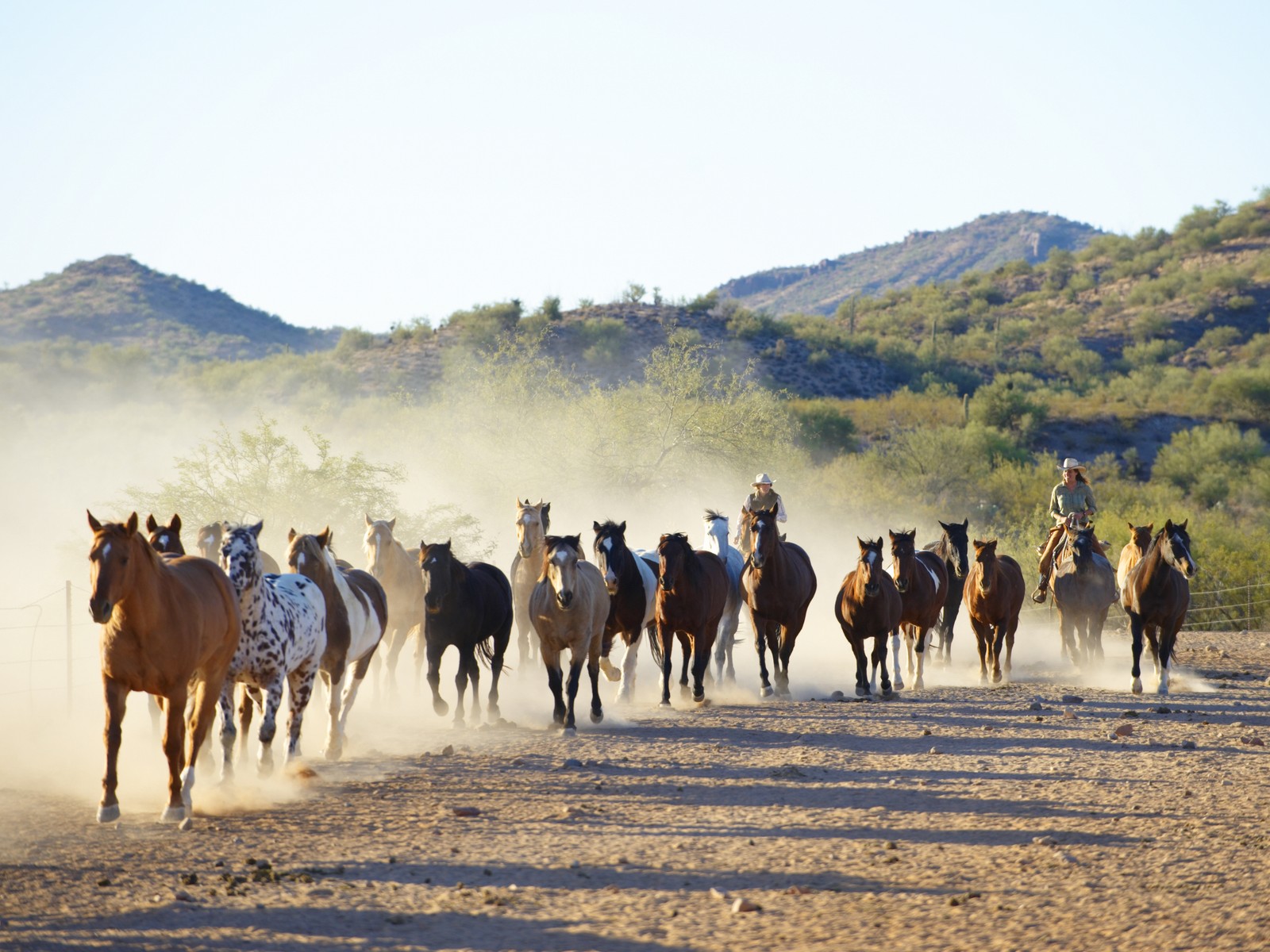 animals, beauty, horse, horses, wild Download Wallpaper