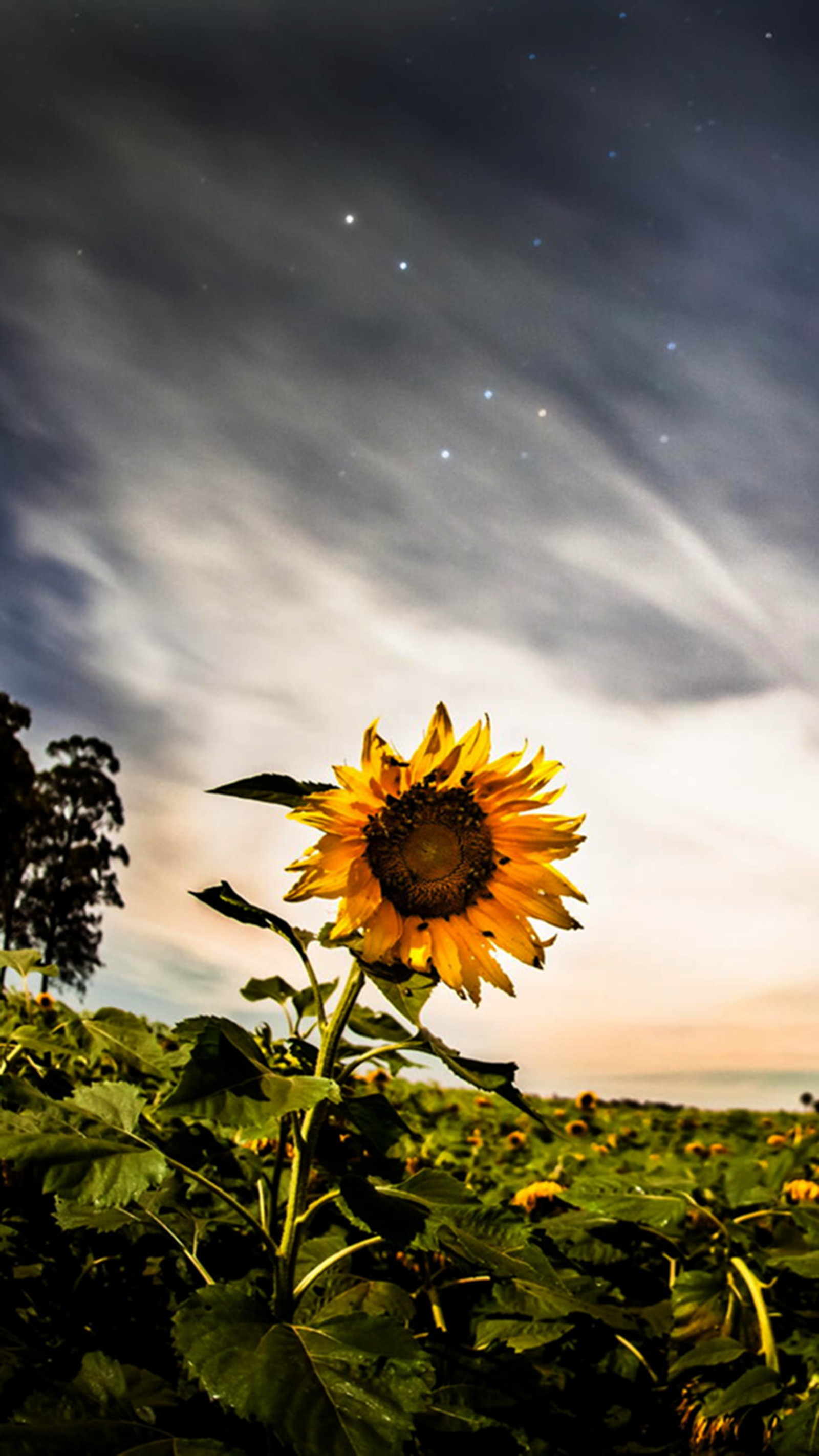 Hay un girasol en primer plano con un cielo lleno de estrellas (primavera, girasol)