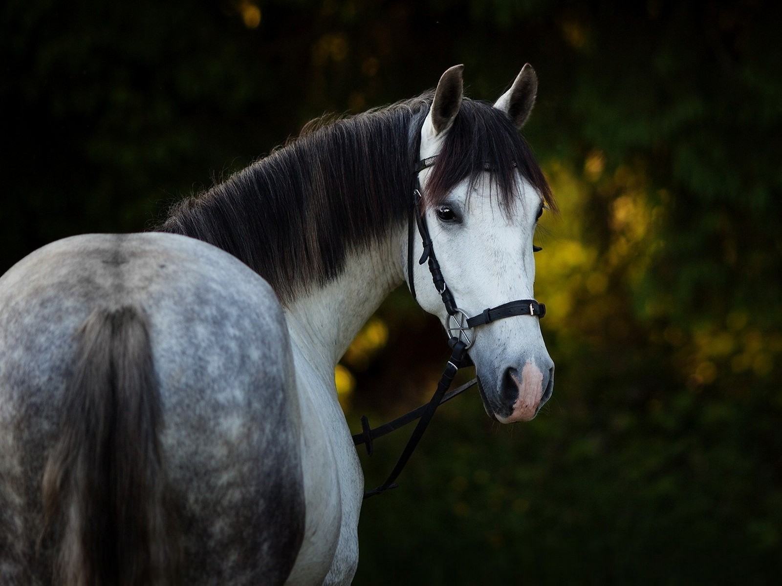 Téléchargez le fond d'écran arrière plan, beauté, cheval, chevaux, sympa