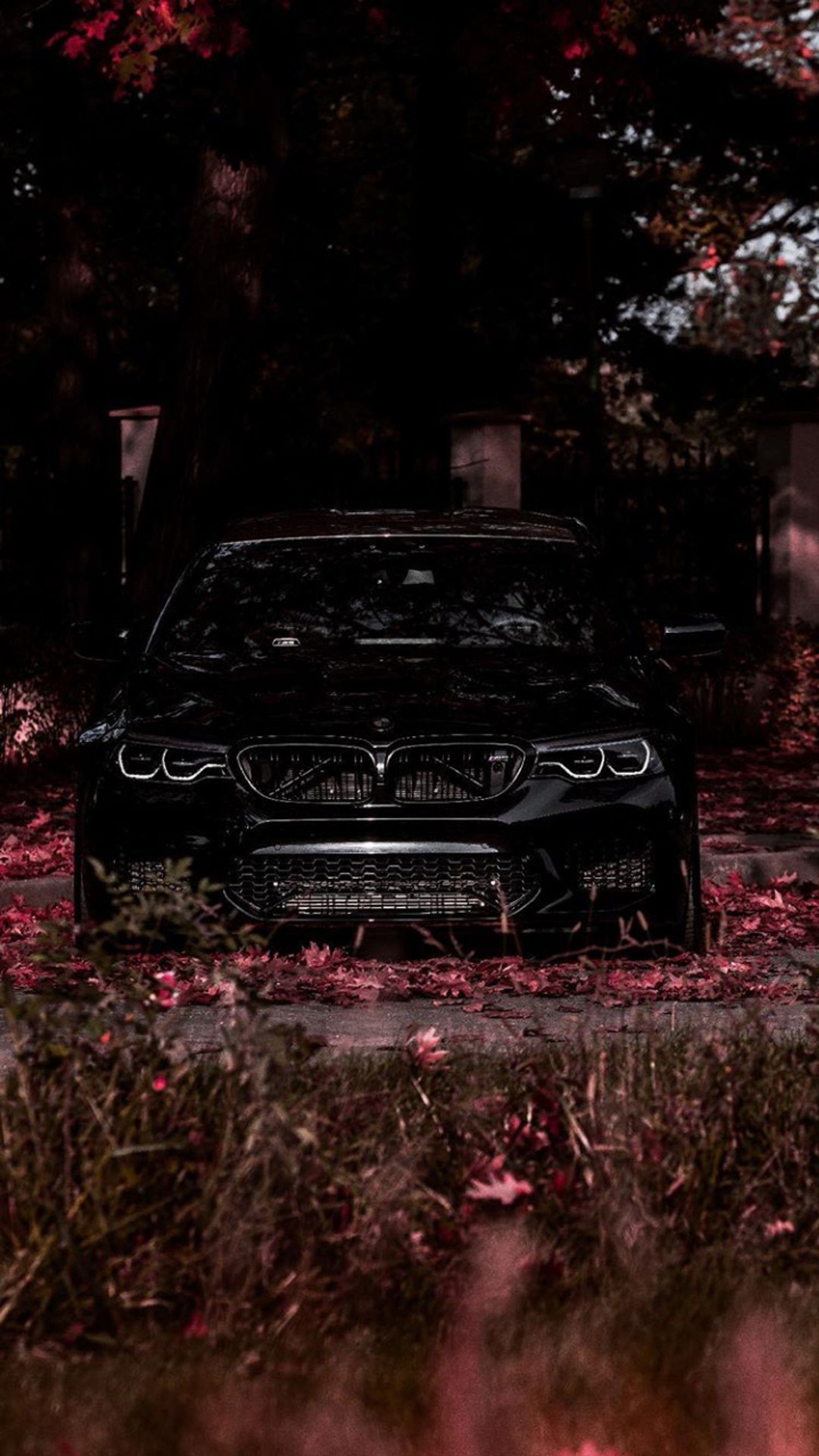 Bmw car parked in the middle of a field of flowers (need, speed, car, black, cars)