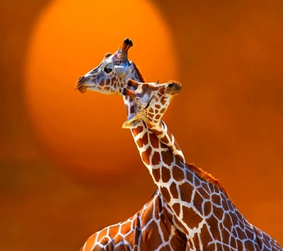 girafe, papier peint