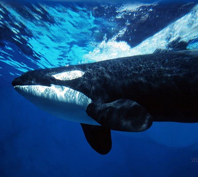 Majestätischer Orca unter den Wellen