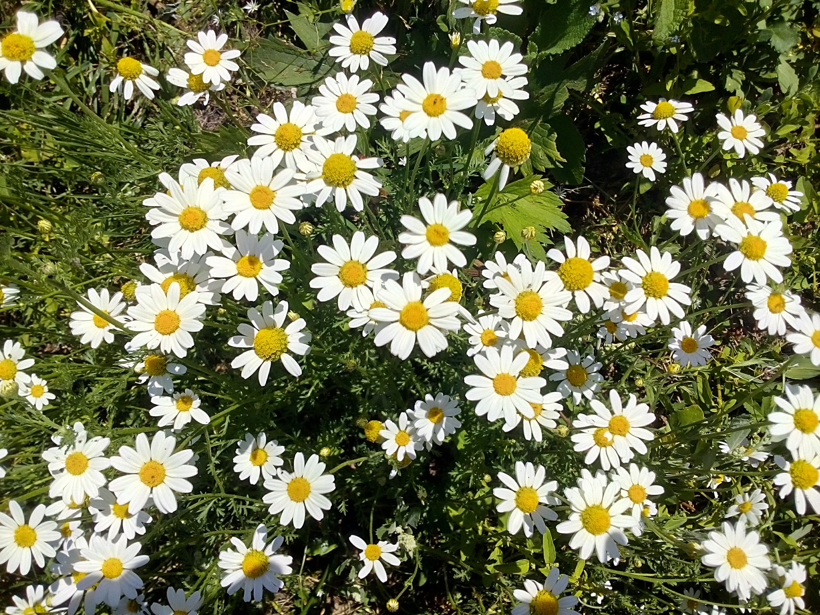 Viele weiße blumen wachsen im gras (blume, natur)