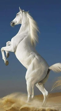 Majestueux cheval blanc se cabrant dans les sables du désert