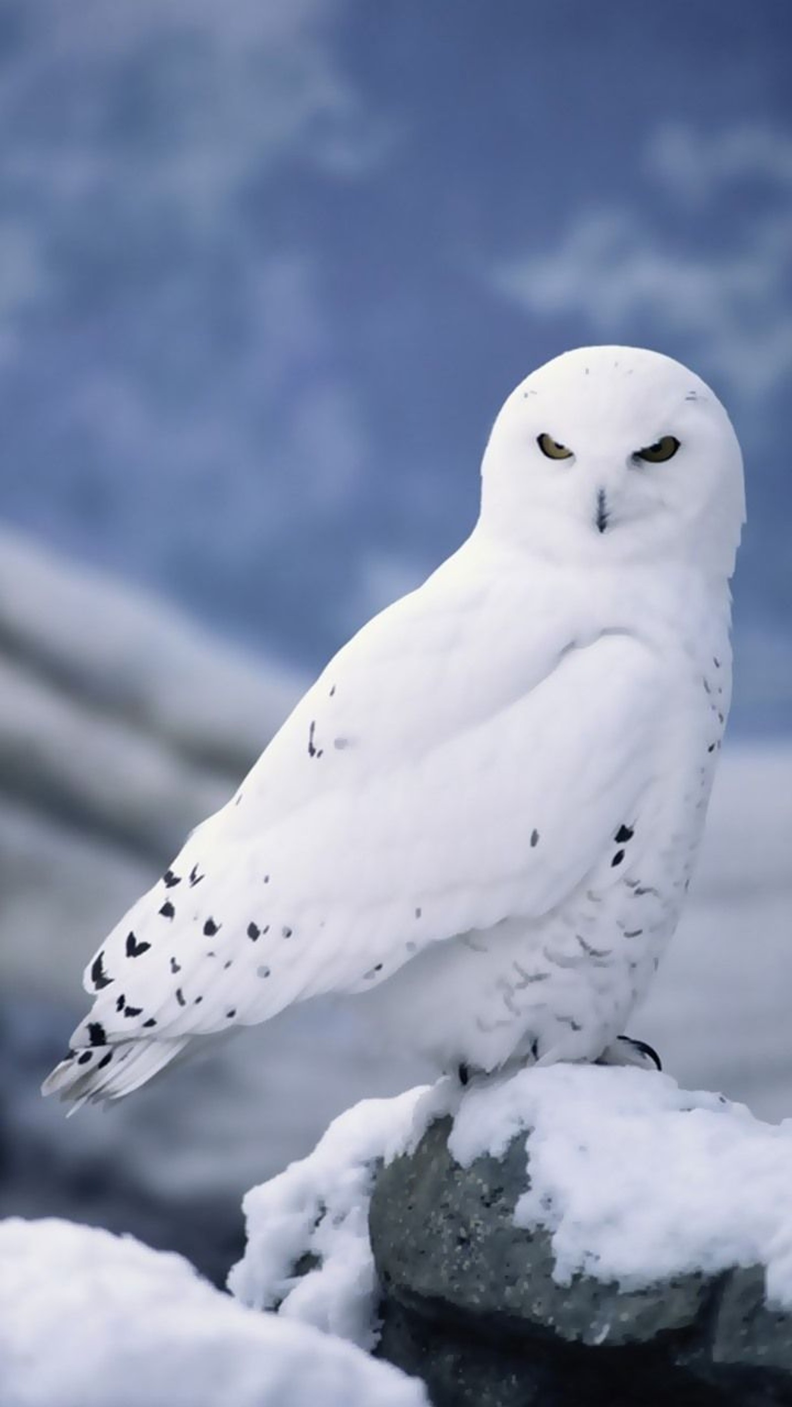 Uma coruja nevada sentada em uma rocha na frente de uma montanha nevada. (animal, pássaro, aves, coruja, branco)