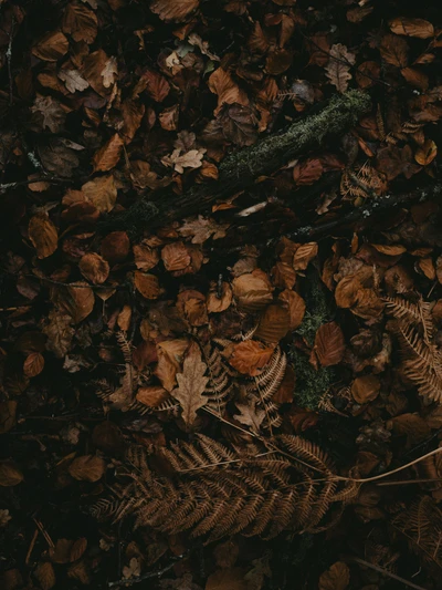 Herbstliches Stillleben: Ein Wandteppich aus braunen Blättern und Farnen in der Dunkelheit