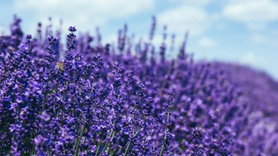 Campo de lavanda vibrante sob um céu azul