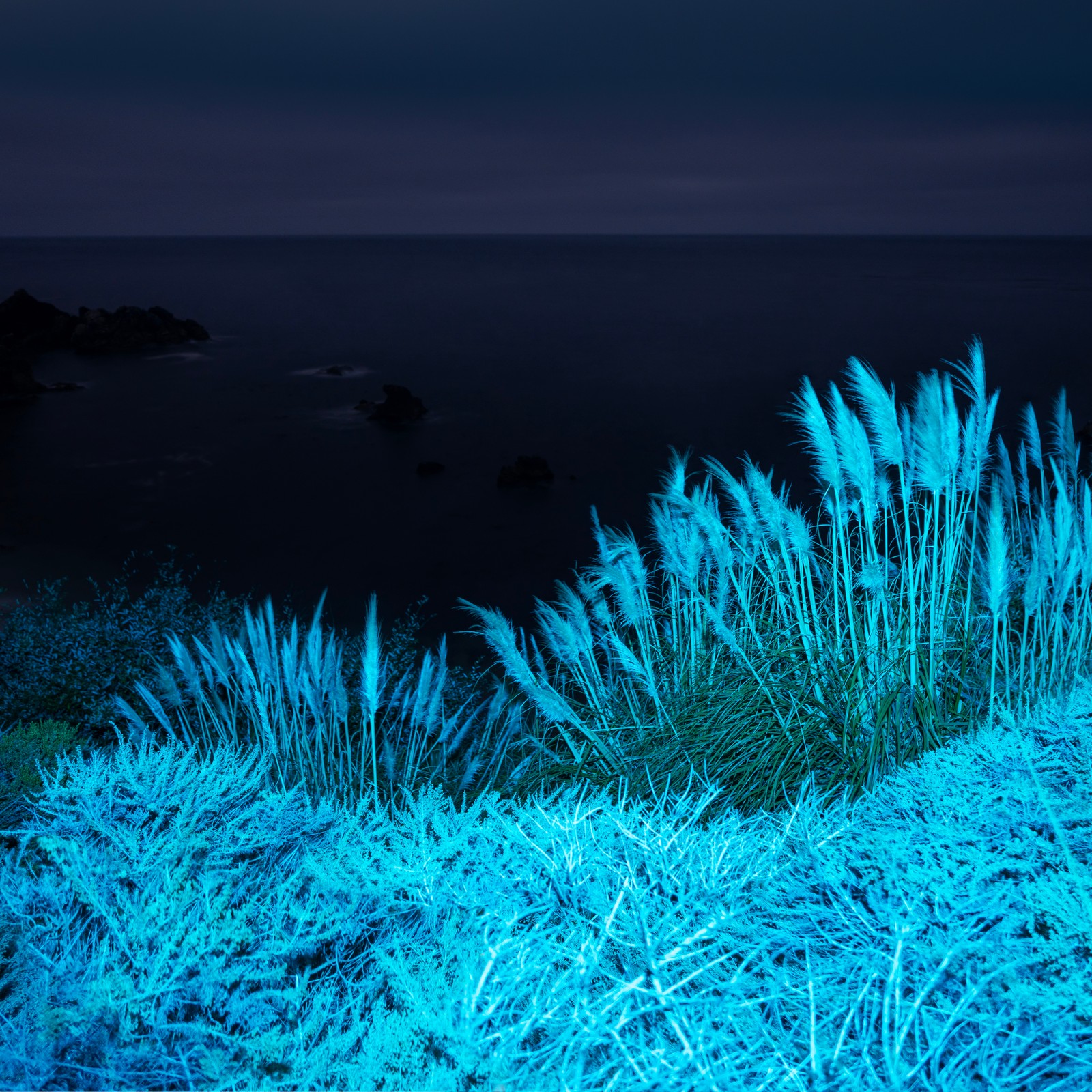 Herbes et buissons infectés dans un champ avec un plan d'eau en arrière-plan (macos big sur, infrarouge, nuit, herbe, action)