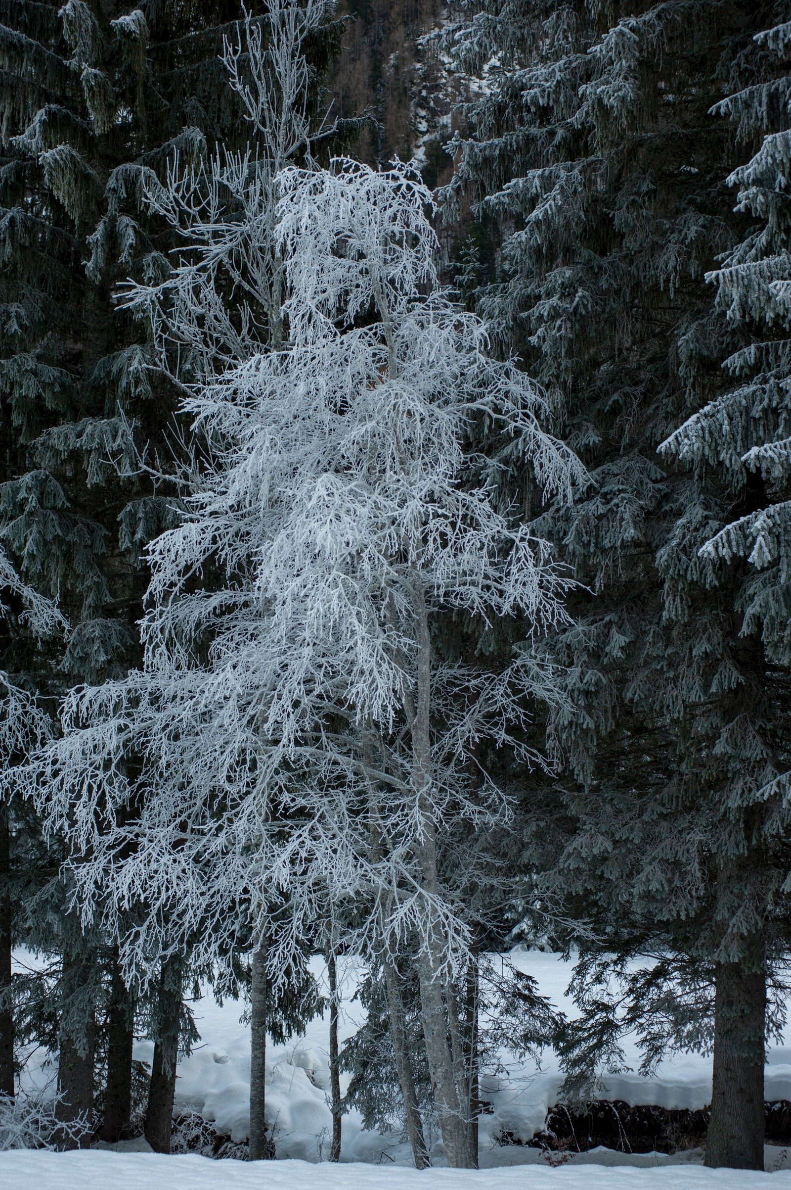 Hay un árbol solitario en medio de un bosque nevado (nieve, invierno, pino, escarcha, ramo)