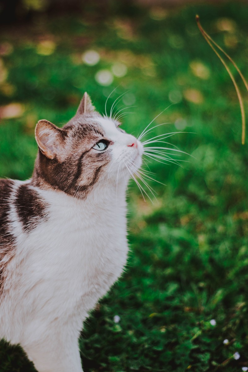 Кот стоит на траве и смотрит вверх (кот, эгейская кошка, усы, felidae, зелёный)