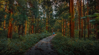 forêt, arbre, nature, boisé, paysage naturel