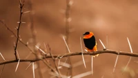 Vibrant Old World Flycatcher Perched on a Thorny Branch