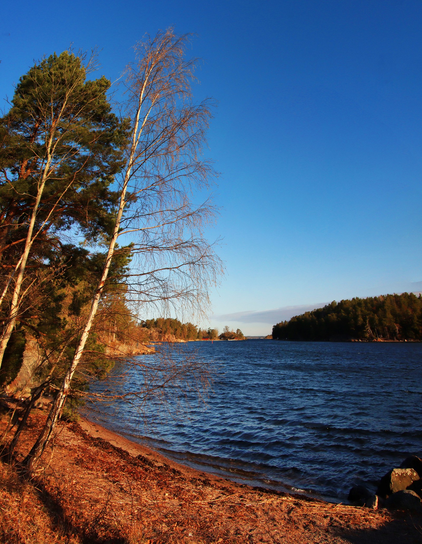 Arbres au bord d'un lac sous un ciel bleu clair (eau, ressources en eau, plante, paysage naturel, hauts plateaux)