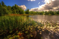 Reflexo de vegetação exuberante em um tranquilo lago de pântano em Tallinn