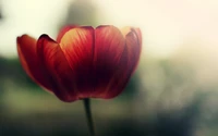 Close-Up of a Vibrant Red Tulip in Soft Focus