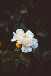 Elegante rosa blanca floreciendo entre el exuberante follaje verde