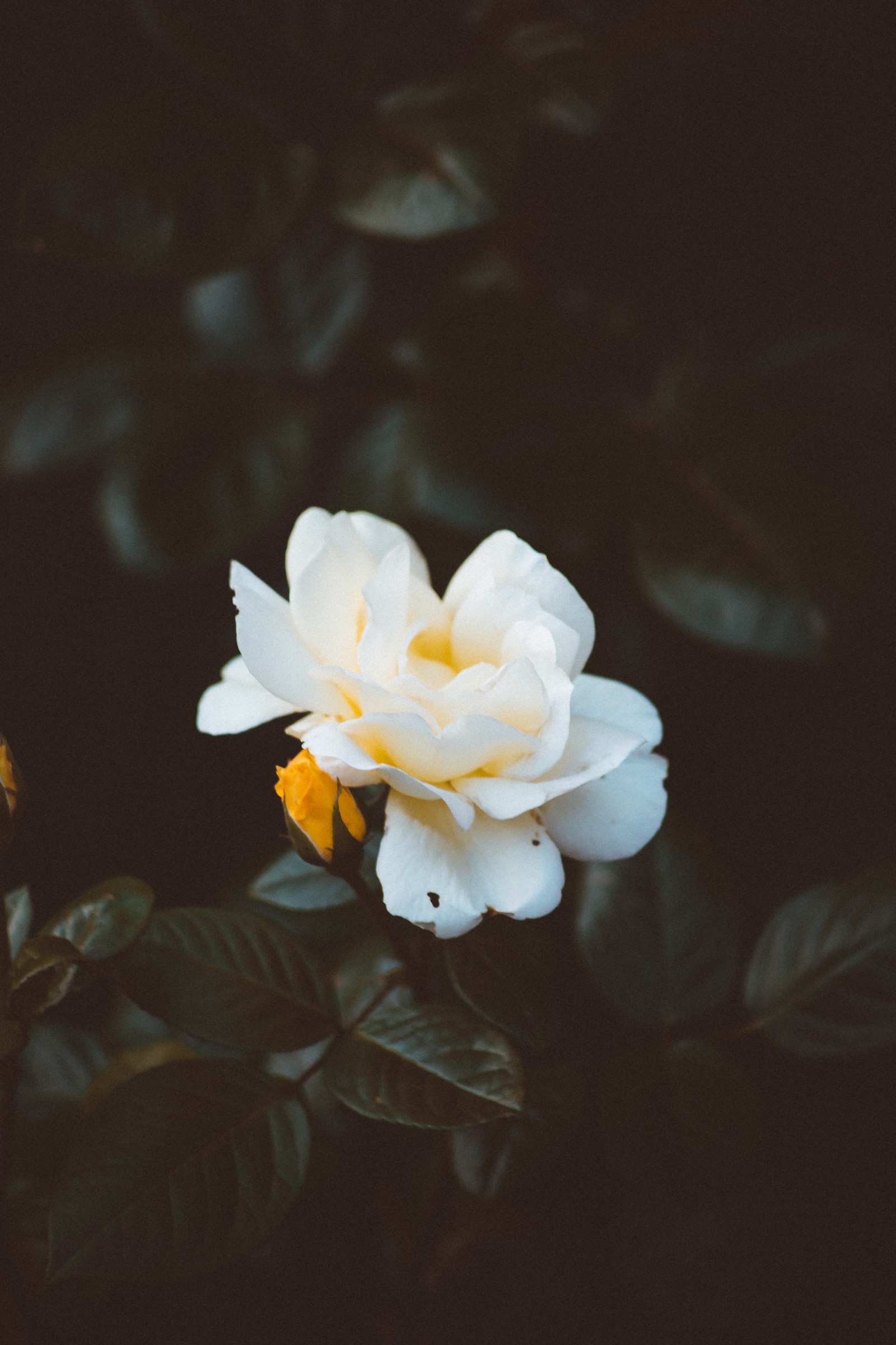 Há uma rosa branca com um centro amarelo sobre um fundo escuro. (flor, branco, pétala, planta, botânica)