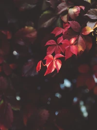 vermelho, folha, flor, pétala, rosa