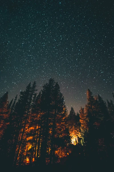 Noite estrelada sobre as árvores de lariço iluminada pelo brilho do crepúsculo