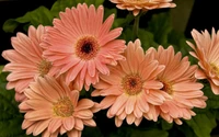 Des marguerites délicates de couleur pêche en pleine floraison, présentant des pétales vibrants et des textures riches.