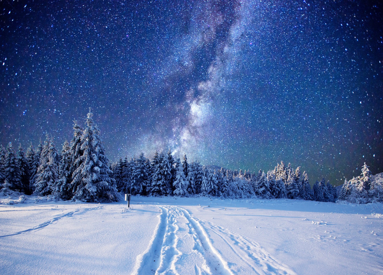 Um campo nevado com rastros e árvores sob um céu estrelado (noite, neve, inverno, natureza, árvore)