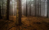 Sentier forestier brumeux dans une forêt de conifères tempérée