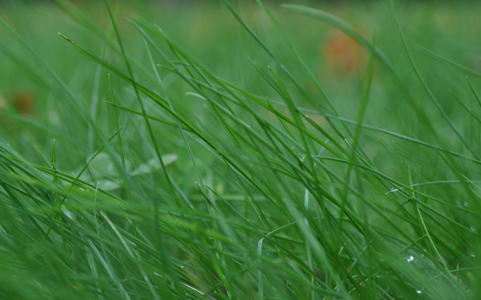 A close up of a green grass field with a red flower (vegetation, plant, grass family, sweet grass, meadow)