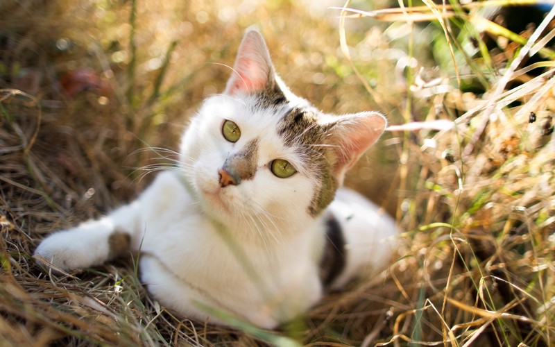 Кошка лежит в траве (эгейская кошка, американский вахта, american wirehair, европейская короткошерстная, кошки маленьких и средних размеров)