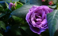 Lila Floribunda Rose unter üppigem grünem Laub