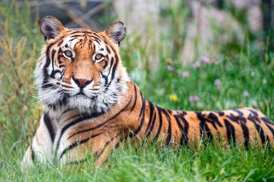 Primer plano de un tigre de Bengala descansando sobre hierba verde en un zoológico