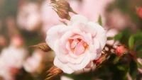 Delicate pink floribunda roses in bloom, surrounded by budding petals and lush green foliage.