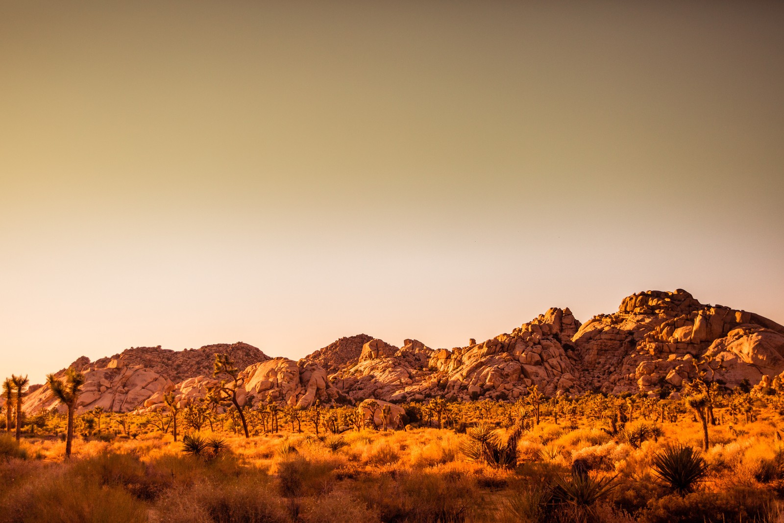 Joshua tree forest in the desert at sunset with mountains in the background (joshua tree national park, macaron, mojave desert, national park, park)