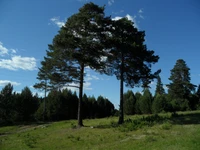 Zwei hohe Nadelbäume gegen einen klaren blauen Himmel in einer Sommerlandschaft