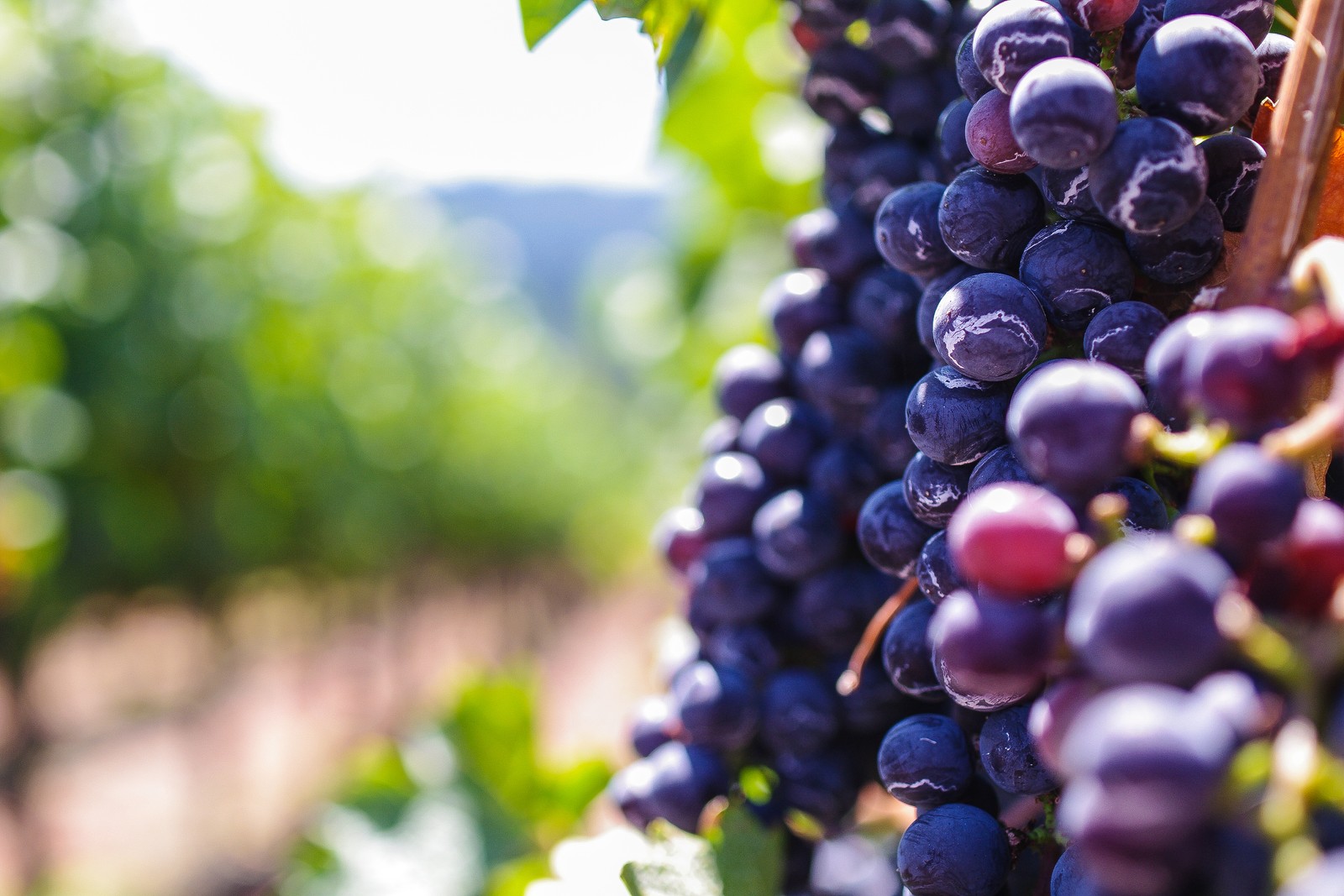 Téléchargez le fond d'écran raisin, vin, fruit, feuilles de vigne, aliments naturels