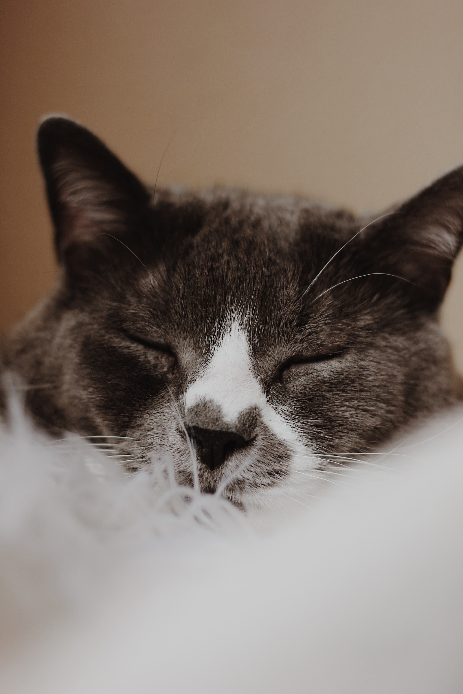 Hay un gato durmiendo en una cama con una manta blanca (gato europeo de pelo corto, primer plano, gatos de tamaño pequeño a mediano, blanco y negro, gatito)